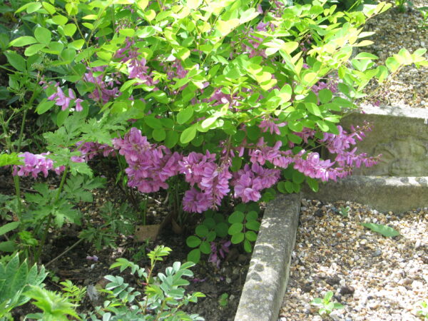 Indigofera_kirilowii (peganum from Small Dole, England, CC BY-SA 2.0 , via Wikimedia Commons)