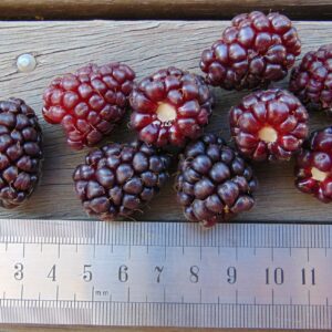 Loganberry (Nadiatalent, CC BY-SA 4.0 , via Wikimedia Commons)