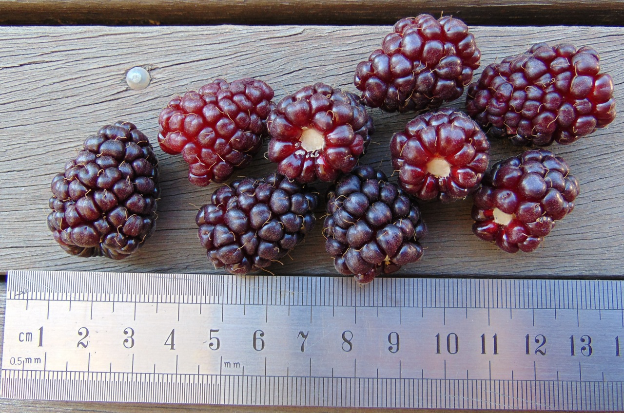 Loganberry (Nadiatalent, CC BY-SA 4.0 , via Wikimedia Commons)