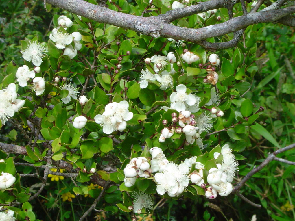 Luma_apiculata (Lin linao, Public domain, via Wikimedia Commons)