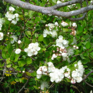 Luma_apiculata (Lin linao, Public domain, via Wikimedia Commons)