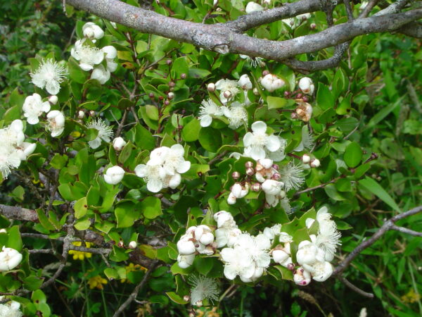 Luma_apiculata (Lin linao, Public domain, via Wikimedia Commons)