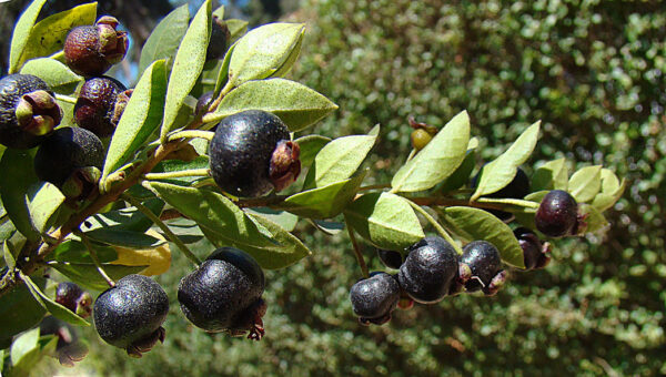 Luma_chequen (Dick Culbert from Gibsons, B.C., Canada, CC BY 2.0 , via Wikimedia Commons)