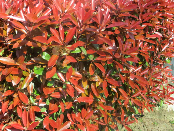 Photinia_fin_mars (Thomon, CC BY-SA 4.0 , via Wikimedia Commons)