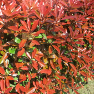 Photinia_fin_mars (Thomon, CC BY-SA 4.0 , via Wikimedia Commons)