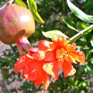 Punica_granatum lyubimy (Daniel Capilla, CC BY-SA 4.0 , via Wikimedia Commons)