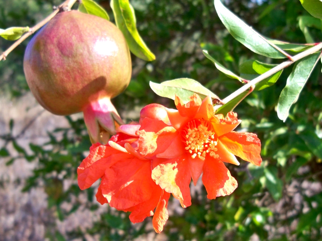 Punica_granatum lyubimy (Daniel Capilla, CC BY-SA 4.0 , via Wikimedia Commons)