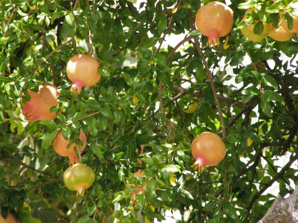 punica granatum dente di leone (SABENCIA Guillermo César Ruiz, CC BY-SA 4.0 , via Wikimedia Commons)
