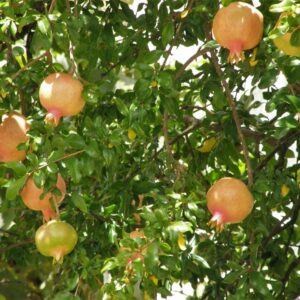 punica granatum dente di leone (SABENCIA Guillermo César Ruiz, CC BY-SA 4.0 , via Wikimedia Commons)