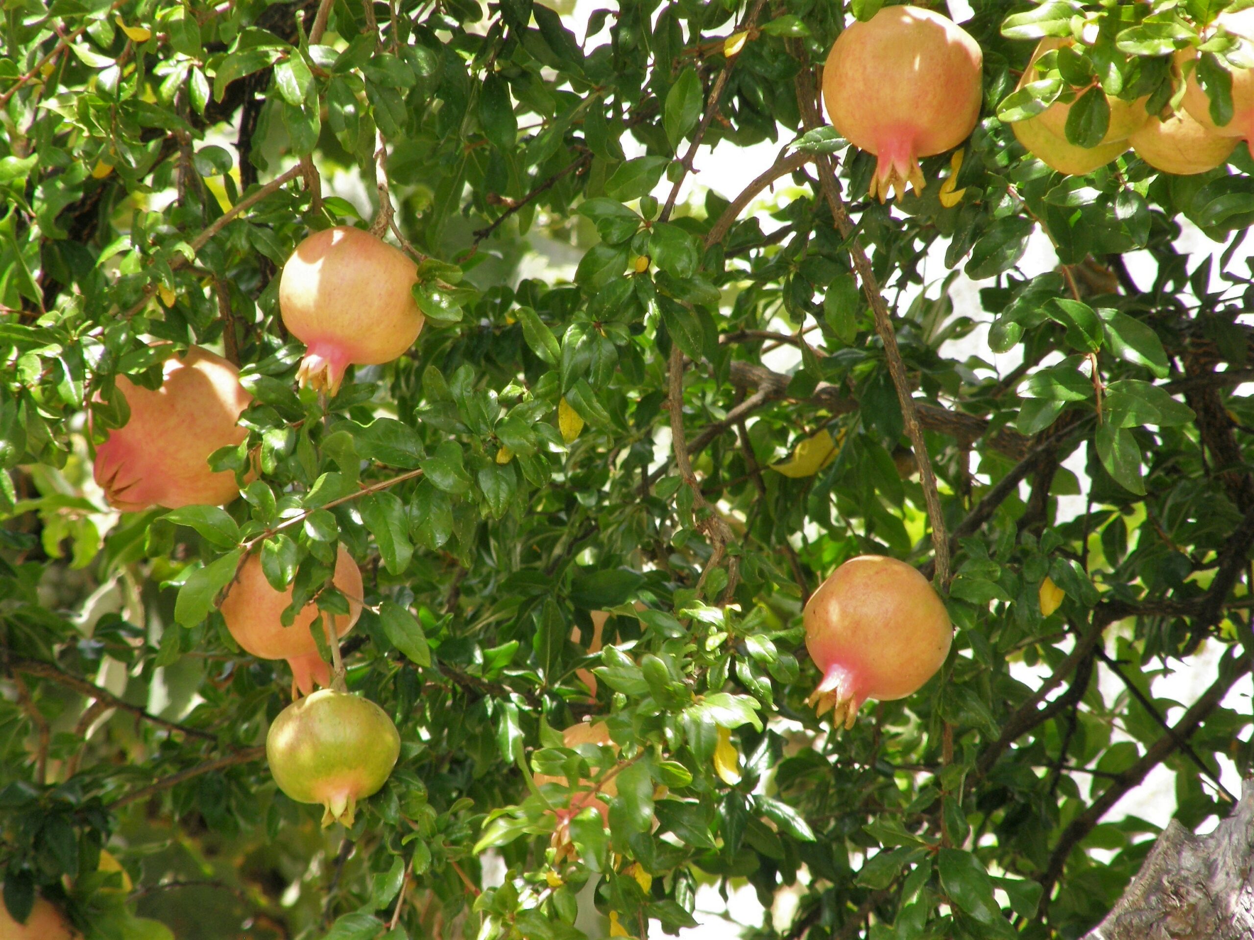 punica granatum dente di leone (SABENCIA Guillermo César Ruiz, CC BY-SA 4.0 , via Wikimedia Commons)