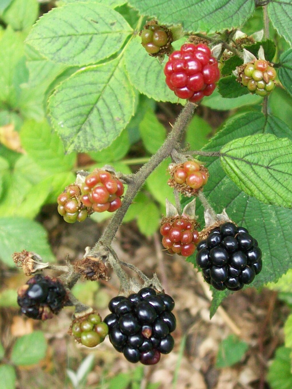 Rubus_fruticosus (AnemoneProjectors - Peter O'Connor (d; Flickr), CC BY-SA 2.0 , via Wikimedia Commons)