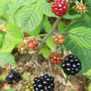 Rubus_fruticosus (AnemoneProjectors - Peter O'Connor (d; Flickr), CC BY-SA 2.0 , via Wikimedia Commons)