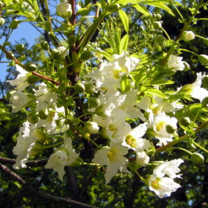 xanthocère à feuille de sorbier (Athenchen, CC BY-SA 3.0 , via Wikimedia Commons)
