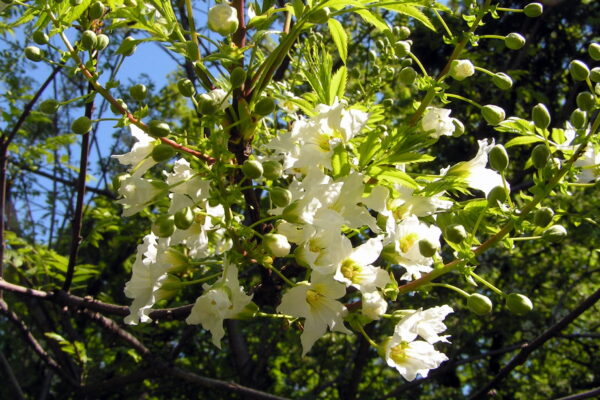 xanthocère à feuille de sorbier (Athenchen, CC BY-SA 3.0 , via Wikimedia Commons)