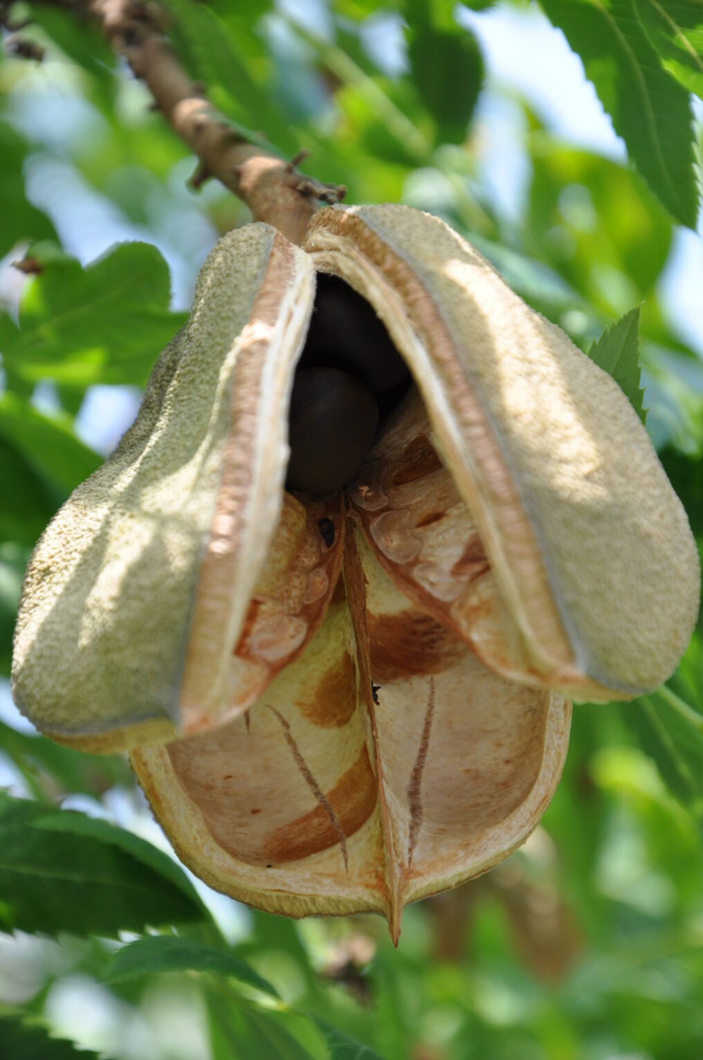 Xanthoceras_sorbifolium_fruit (Secundum naturam, Public domain, via Wikimedia Commons)