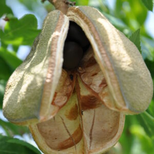 Xanthoceras_sorbifolium_fruit (Secundum naturam, Public domain, via Wikimedia Commons)