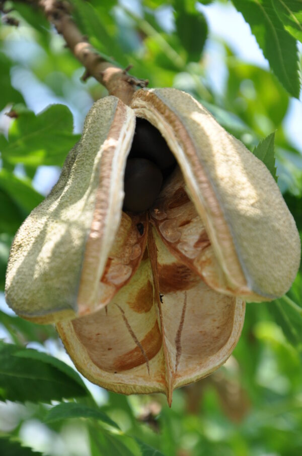 Xanthoceras_sorbifolium_fruit (Secundum naturam, Public domain, via Wikimedia Commons)