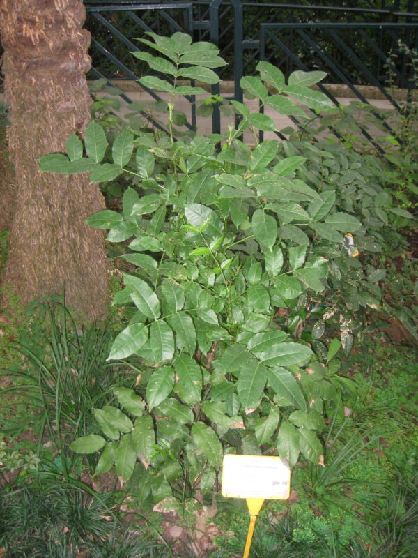 Zanthoxylum_nitidum (Daderot, Public domain, via Wikimedia Commons)