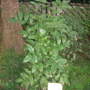 Zanthoxylum_nitidum (Daderot, Public domain, via Wikimedia Commons)