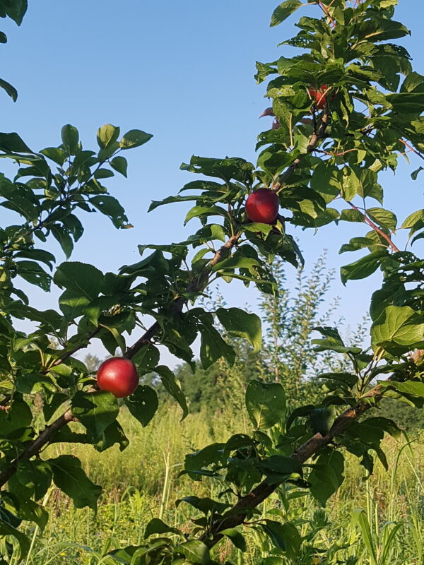 abricot-prune vesuviano 2 ((© Pépinière Med)