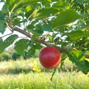 abricot-prune vesuviano 3 (citronnier à la vente (© Pépinière Med)