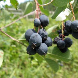 amelanchier martin (Nadiatalent, CC BY-SA 3.0 , via Wikimedia Commons)