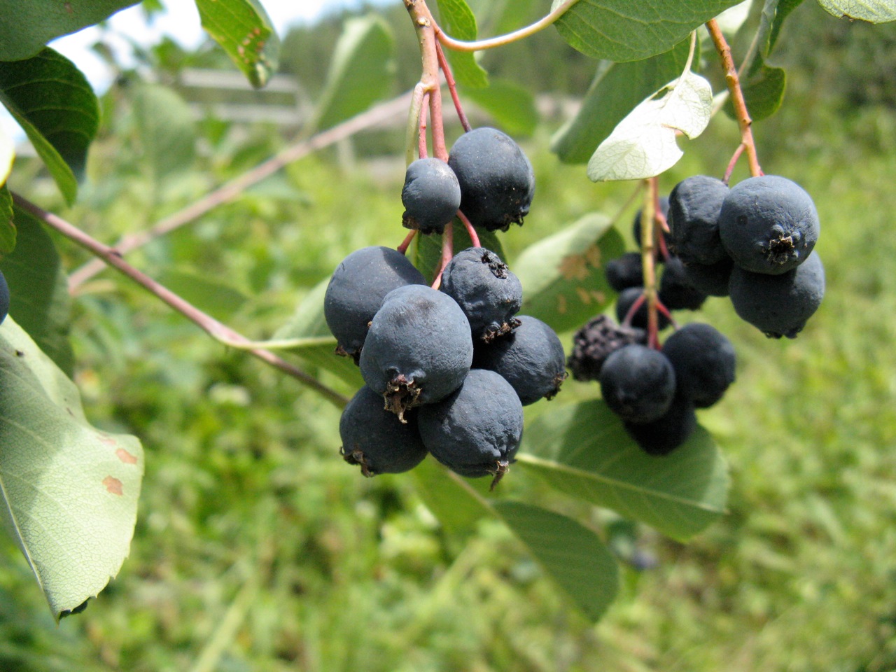 amelanchier martin (Nadiatalent, CC BY-SA 3.0 , via Wikimedia Commons)