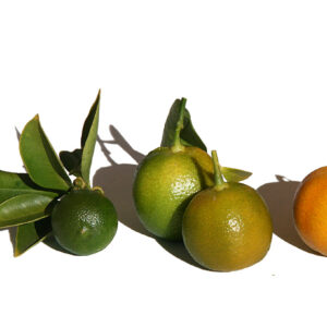 Calamondin (Jpbrigand, CC BY-SA 4.0 , via Wikimedia Commons)