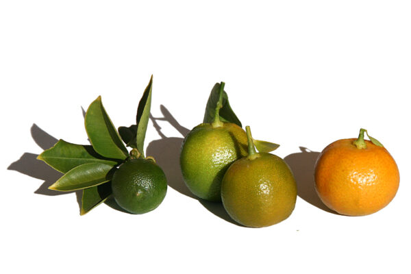 Calamondin (Jpbrigand, CC BY-SA 4.0 , via Wikimedia Commons)