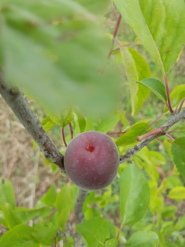 cherryplum braveheart (© Pépinière Med)