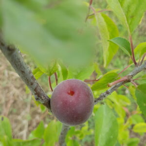 cherryplum braveheart (© Pépinière Med)