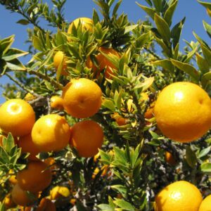 Chinotto (Nadiatalent, CC BY-SA 3.0 , via Wikimedia Commons)