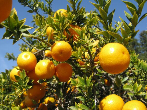 Chinotto (Nadiatalent, CC BY-SA 3.0 , via Wikimedia Commons)