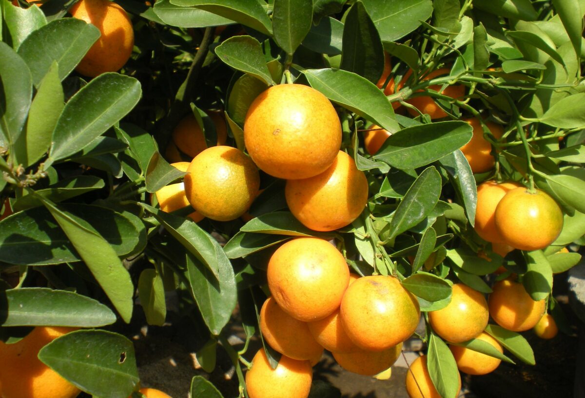 citroncirus glen (Phuong Tran, CC BY 2.0 , via Wikimedia Commons)