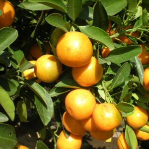 citroncirus glen (Phuong Tran, CC BY 2.0 , via Wikimedia Commons)