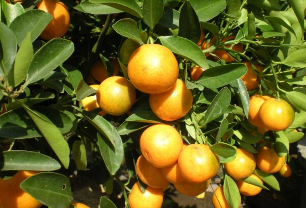 citroncirus glen (Phuong Tran, CC BY 2.0 , via Wikimedia Commons)