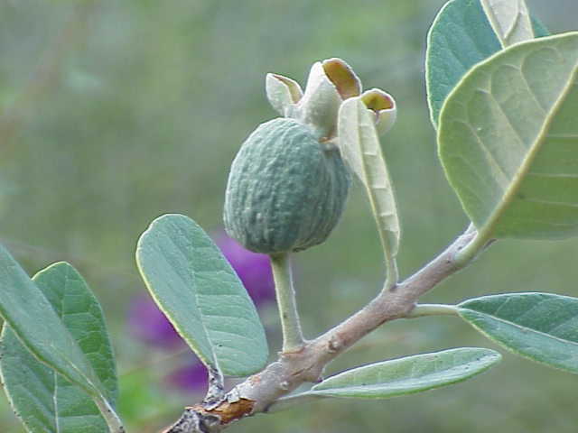 feijoa coolidge (Kurt Stüber [1], CC BY-SA 3.0 , via Wikimedia Commons)