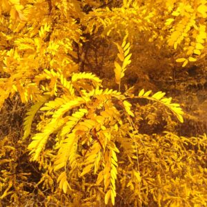 gleditsia elegantissima (Димитър Найденов / Dimìtar Nàydenov, CC BY-SA 4.0 , via Wikimedia Commons)