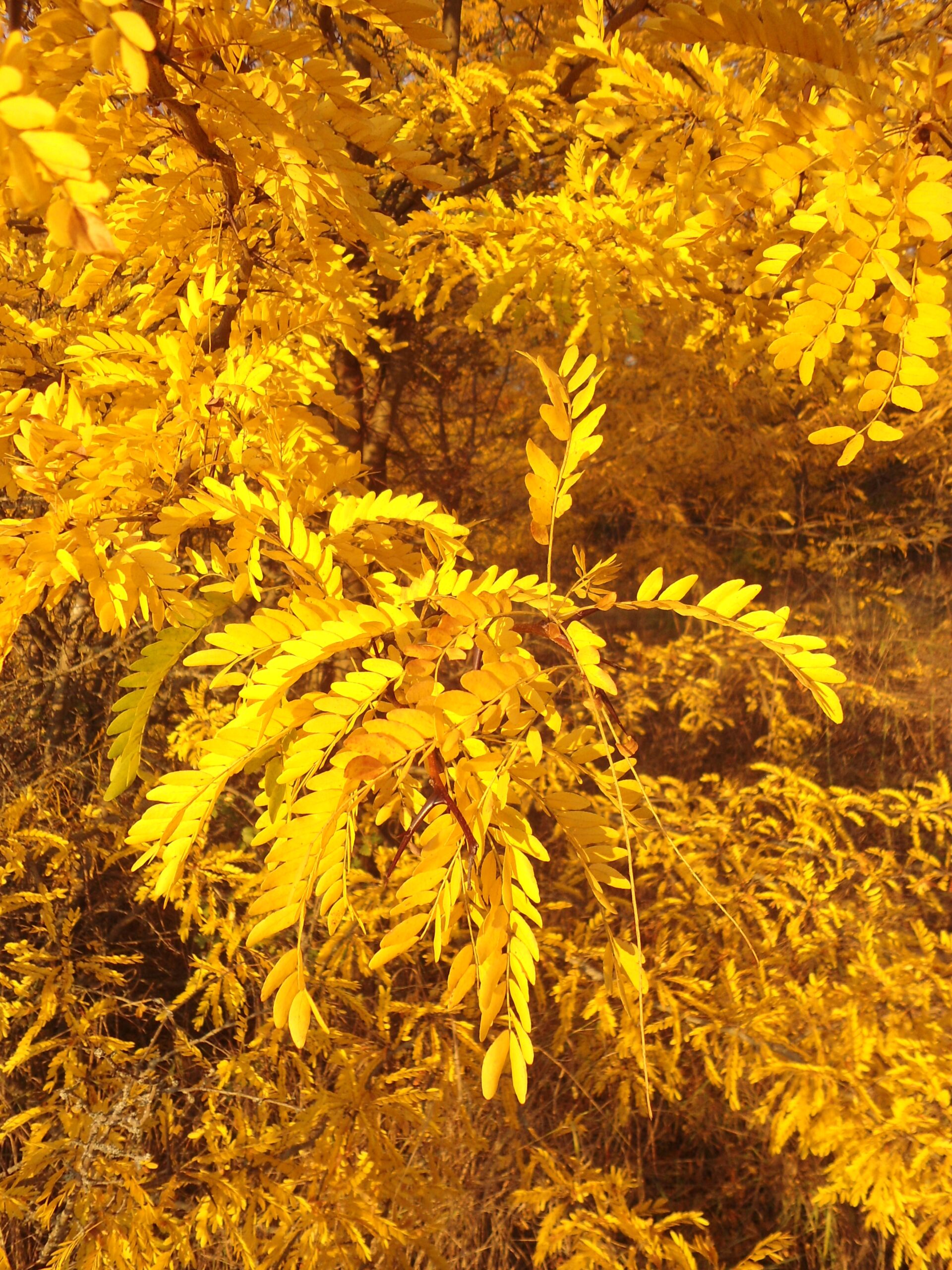 gleditsia elegantissima (Димитър Найденов / Dimìtar Nàydenov, CC BY-SA 4.0 , via Wikimedia Commons)