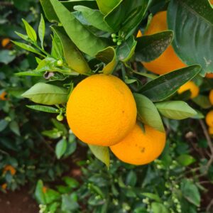 ichang orange (Riv5247, CC BY-SA 4.0 , via Wikimedia Commons