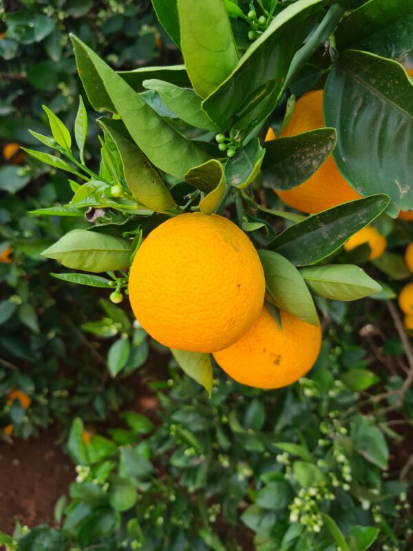 ichang orange (Riv5247, CC BY-SA 4.0 , via Wikimedia Commons