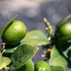 lime mexique (Jpbrigand, CC BY-SA 4.0 , via Wikimedia Commons)