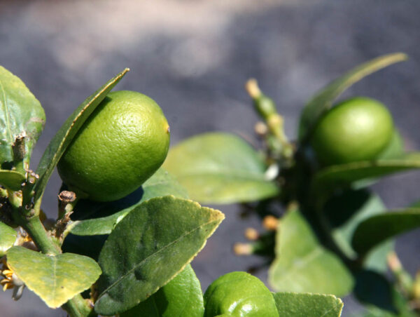 lime mexique (Jpbrigand, CC BY-SA 4.0 , via Wikimedia Commons)