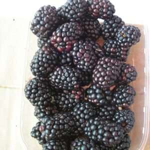 mûrier black satin (Maciarka, CC BY-SA 3.0 , via Wikimedia Commons)