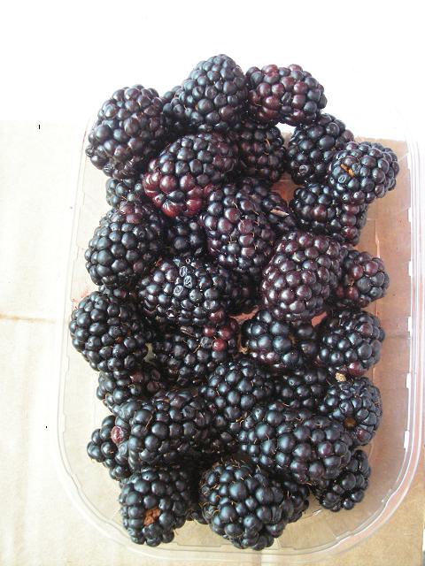 mûrier black satin (Maciarka, CC BY-SA 3.0 , via Wikimedia Commons)