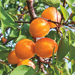 nectacot Honey Pearls