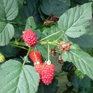 tayberry (Toubib sur Wikipédia néerlandais, CC BY-SA 3.0 , via Wikimedia Commons)