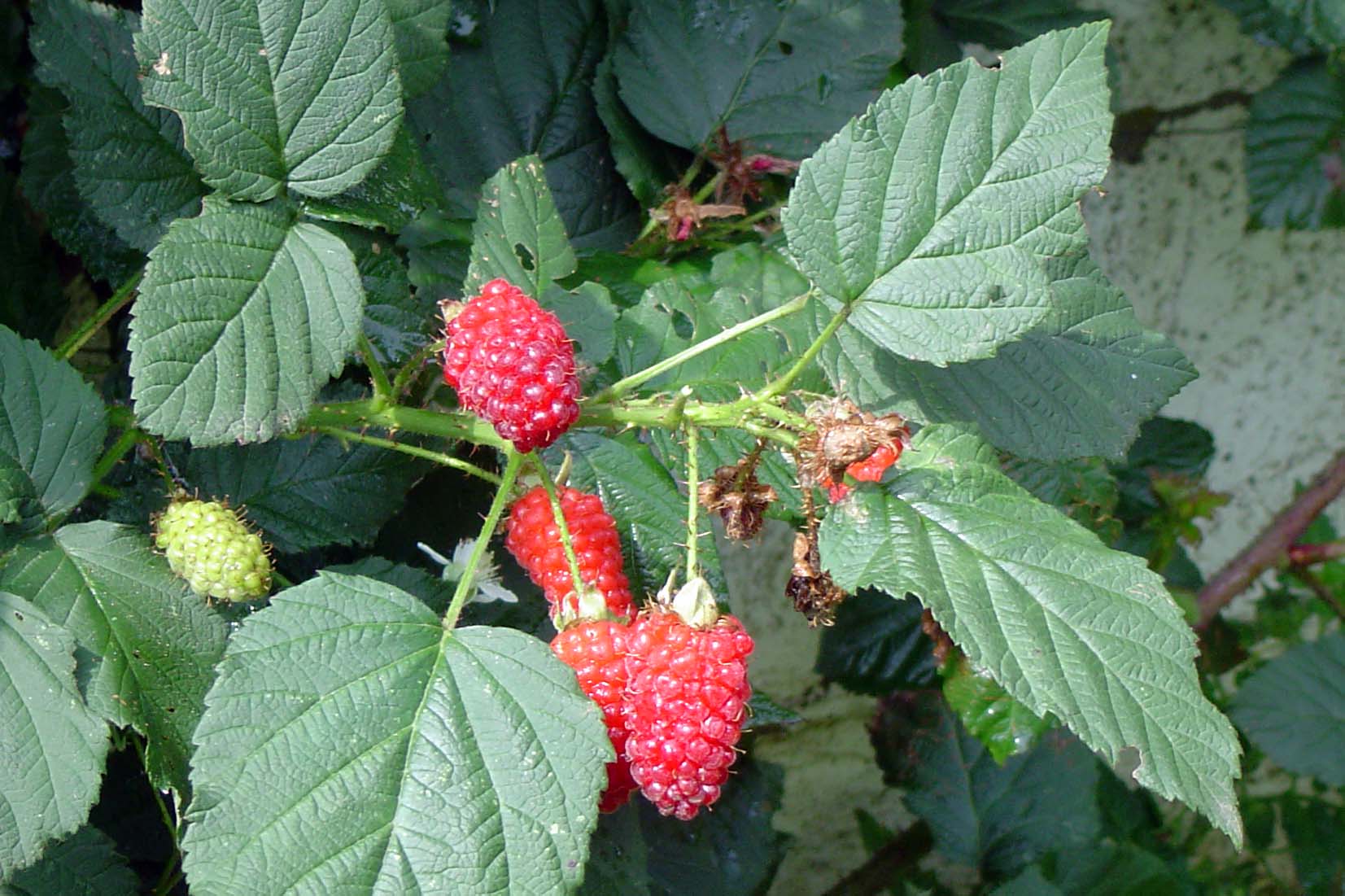 tayberry (Toubib sur Wikipédia néerlandais, CC BY-SA 3.0 , via Wikimedia Commons)