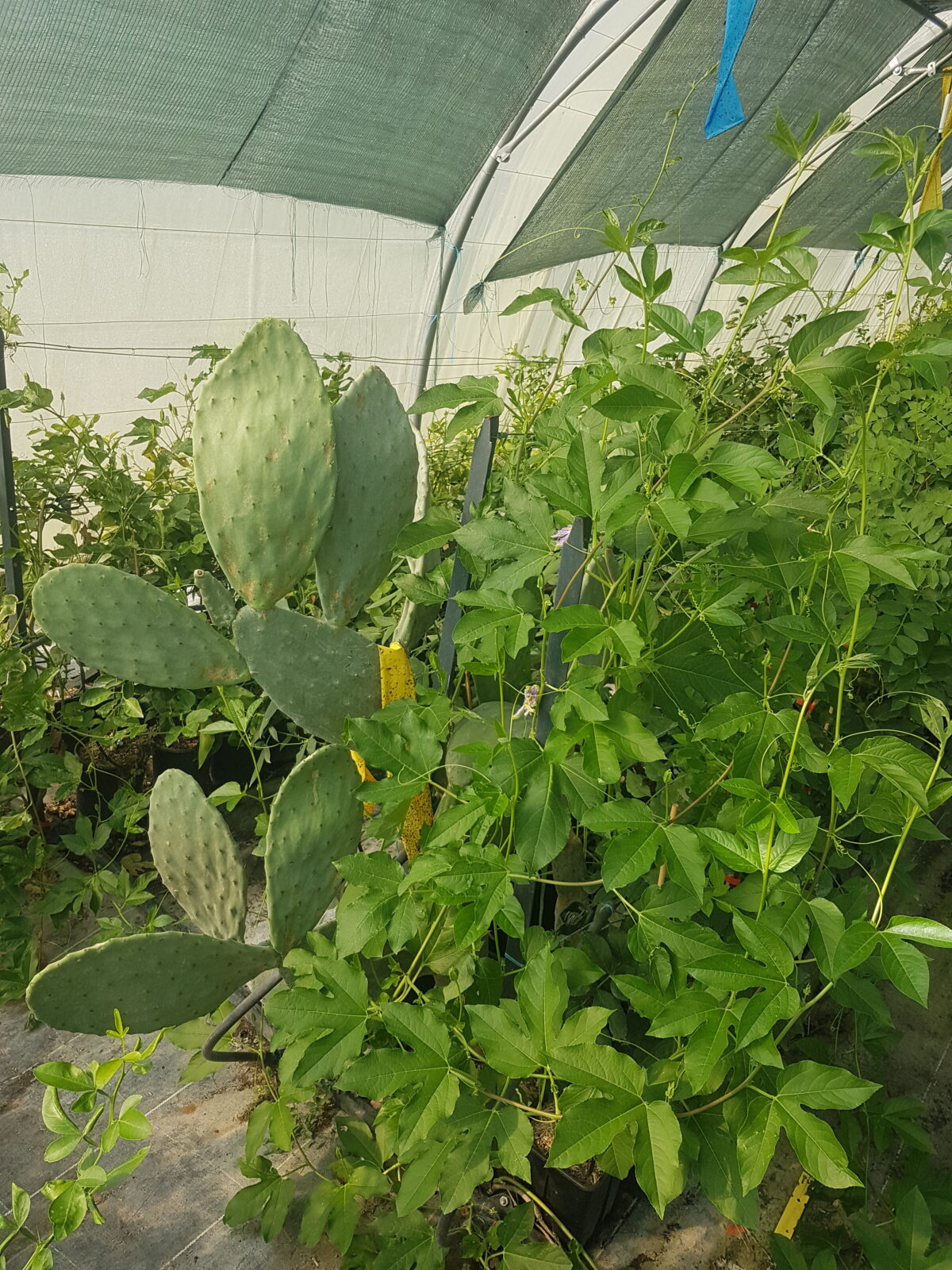 Figuier de Barbarie inerme envahit par une passiflore officinale (© Pépinière Med)