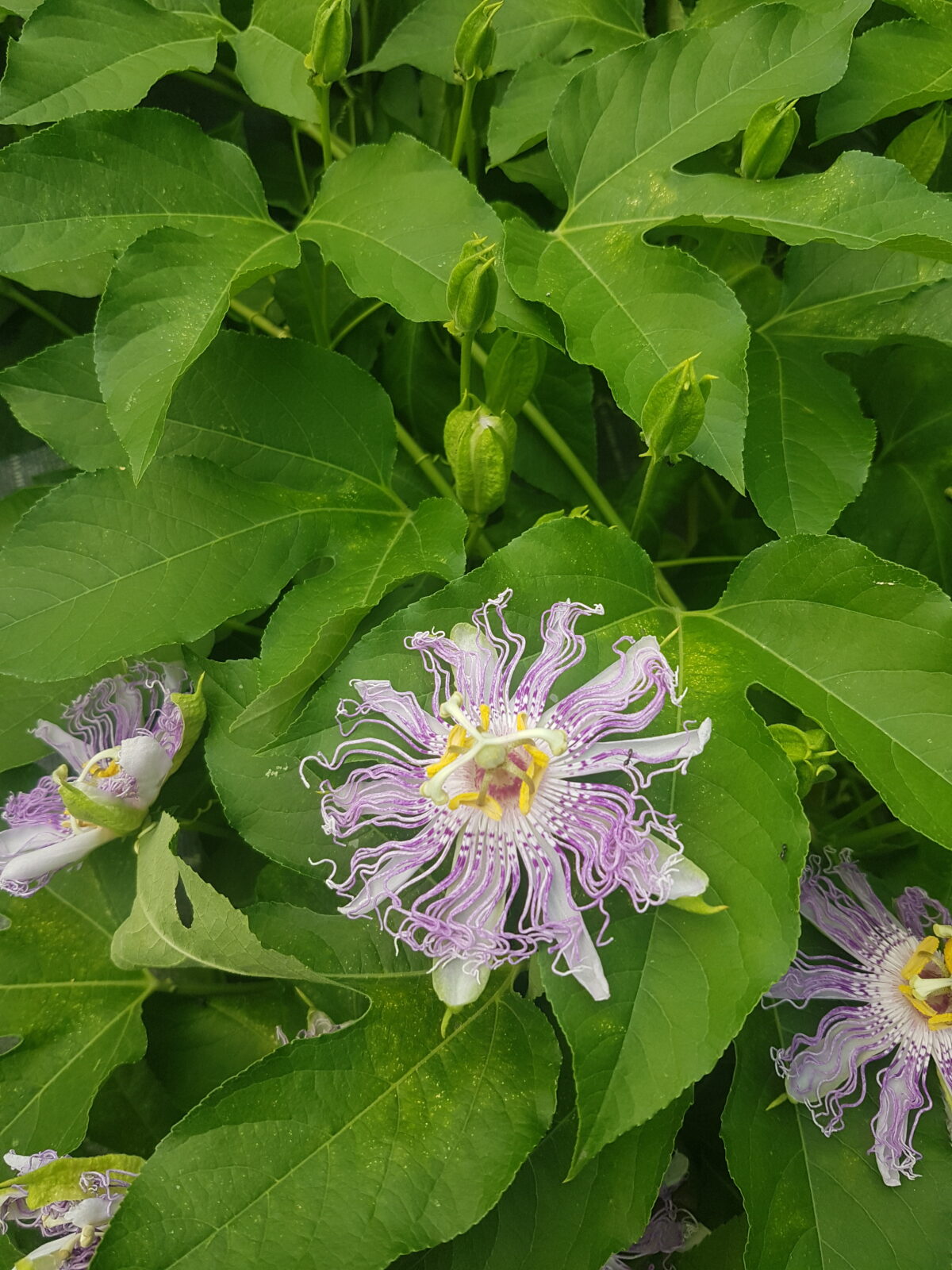 Fleur de passiflore officinale (© Pépinière Med)
